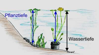 Info Bild über Wasserpflanzen