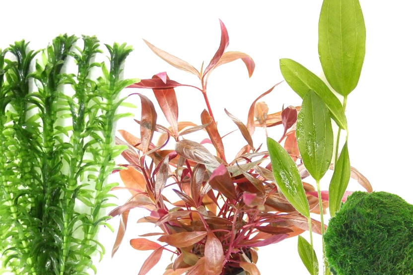 Aquarium Pflanzen fr Anfnger kaufen | H2O-Pflanze.de