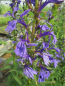 Preview: Wasserpflanze blaube Lobelie