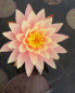 Preview: Nymphaea Sunny Pink