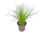 Preview: Zwergnadelsimse - Eleocharis parvula