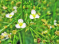 Preview: Blüte des Rosettenfroschlöffels