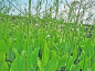 Preview: Alisma plantago - Froschlöffel