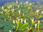 Preview: Aponogeton distachyos - afrikanische Wasseraehre
