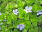 Preview: Bacopa caroliniana - Fettblatt