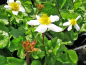 Preview: Caltha palustris Alba - Sumpfdotterblume weiß mit Samendolden