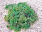 Preview: Ceratophyllum demersum - Hornkraut