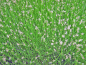 Preview: Nadelsimse - Eleocharis acicularis