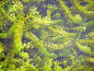 Preview: Elodea canadensis - Wasserpest