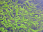 Preview: Elodea canadensis - Wasserpest