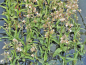 Preview: Sumpfwurz - Epipactis palustris