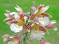 Preview: Sumpfwurz - Epipactis palustris