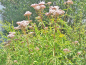 Preview: Wasserdost - Eupatorium cannabinum