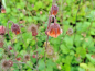 Preview: Bachnelkenwurz - Geum rivale