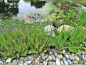 Preview: Gratiola officinalis - Gnadenkraut