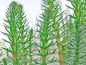 Preview: Tannenwedel - Hippuris vulgaris