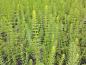 Preview: Tannenwedel - Hippuris vulgaris