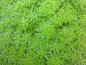 Preview: Wasserfeder - Hottonia palustris