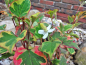 Preview: Eidechsenschwanz - Houttuynia cordata Chameleon