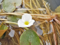 Preview: deutscher Froschbiss - Hydrocharis morsus ranae