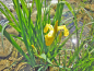 Preview: Iris pseudoacorus - gelbe Schwertlilie