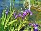 Preview: Iris versicolor - blaue Sumpfiris
