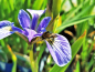 Preview: Sumpfiris blau - Iris versicolor