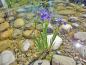 Preview: Iris versicolor - blaue Sumpfiris
