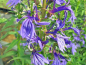 Preview: Wasserpflanze blaube Lobelie