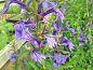 Preview: Wasserpflanze blaube Lobelie