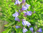 Preview: Wasserpflanze blaube Lobelie