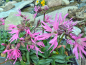 Preview: Zwergkuckucksblume - Lychnis flos cuculi nana