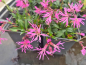 Preview: Zwergkuckucksblume - Lychnis flos cuculi nana