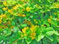 Preview: Pfennigkraut - Lysimachia nummularia