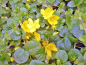 Preview: Pfennigkraut - Lysimachia nummularia