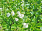 Preview: Mazus reptans Alba - weißes Lippenmäulchen