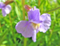 Preview: Blaue Gauklerblume - Mimulus ringens