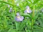 Preview: Gauklerblume blau - Mimulus ringens