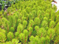 Preview: Tausendblatt - Myriophyllum hippuriodes