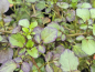 Preview: Lila Brunnenkresse - Nasturtium x officinalis