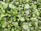Preview: Lila Brunnenkresse - Nasturtium x officinalis
