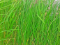 Preview: Schilfrohr - Phragmites australis