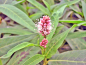Preview: Wasserknöterich - Polygonum amphibium