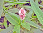Preview: Wasserknöterich - Polygonum amphibium