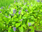 Preview: Hechtkraut - Pontederia cordata