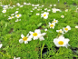 Preview: Wasserhahnenfuß - Ranunculus aquatilis