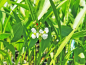 Preview: grasblättriges Pfeilkraut - Sagittaria graminea