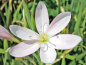 Preview: Spaltgriffel weiß - Schizostylis coccinea