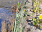 Preview: Typha minima - Zwerg-Rohrkolben