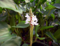 Preview: Hechtkraut weiß - Pontederia cordata Alba